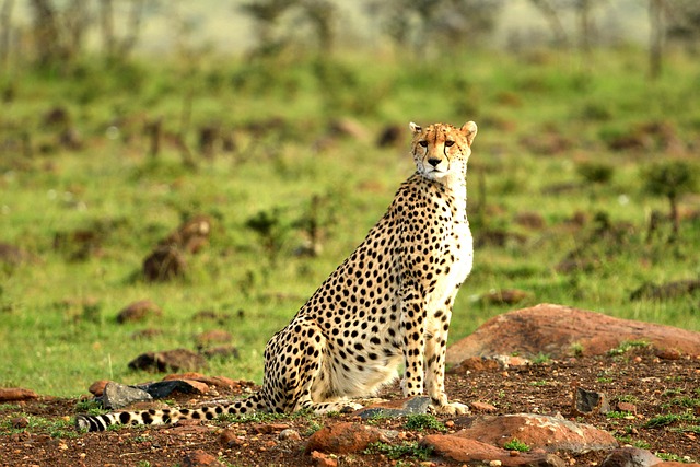 10 Days Kenya Wildlife Cultural Safari Tour