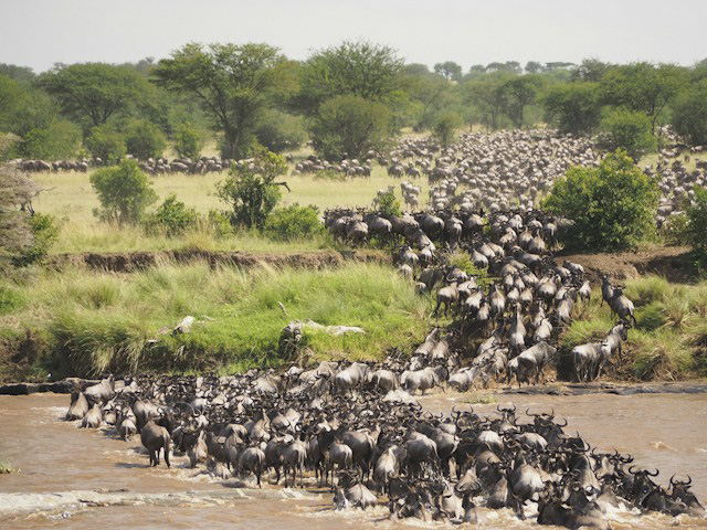 Wildebeest herds crossing the Mara River during the Great Migration in Masai Mara Kenya