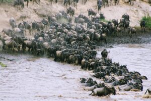 5 Days Best Kenya Mara Family Tour