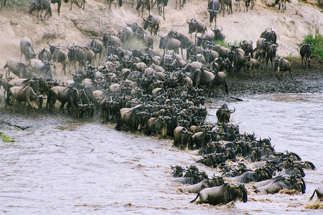 5 Days Best Kenya Mara Family Tour