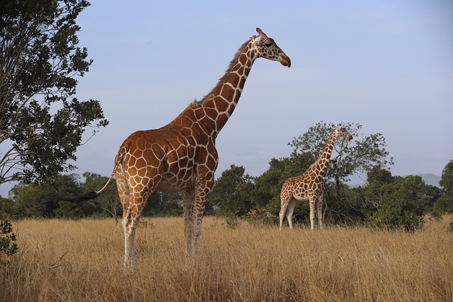 6 Days Masai Mara Nakuru Amboseli Safari Tour