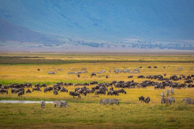 6 Days Serengeti Masai Mara Migration Safari