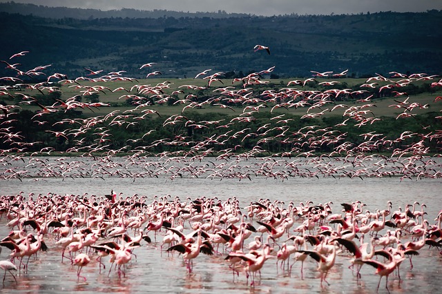 7 Best Cheap Kenya Tours Trips Safaris