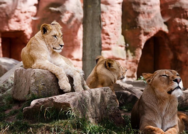7 Days Kenya Affordable Safari Tours