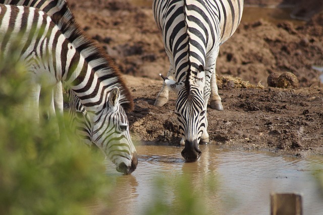 7 Days Uganda Big Five Safari