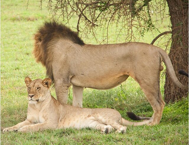 9 Day Kenya Best Safari Tour
