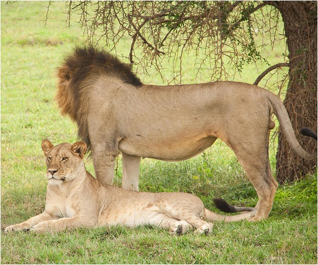 9 Day Kenya Best Safari Tour