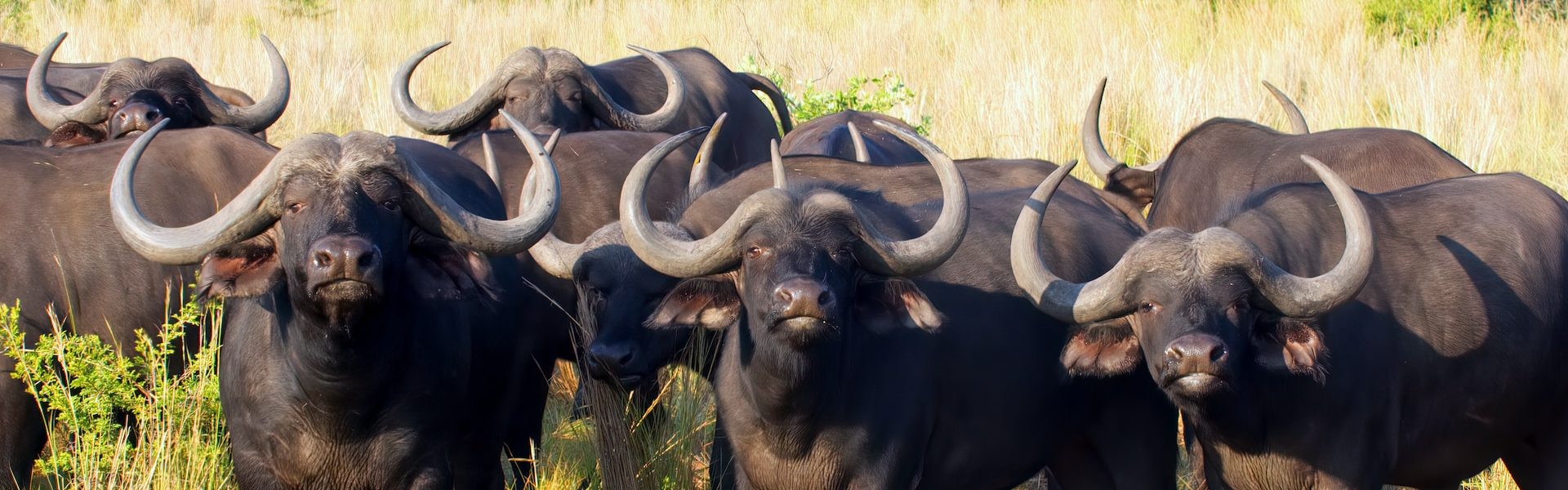 Buffalo
