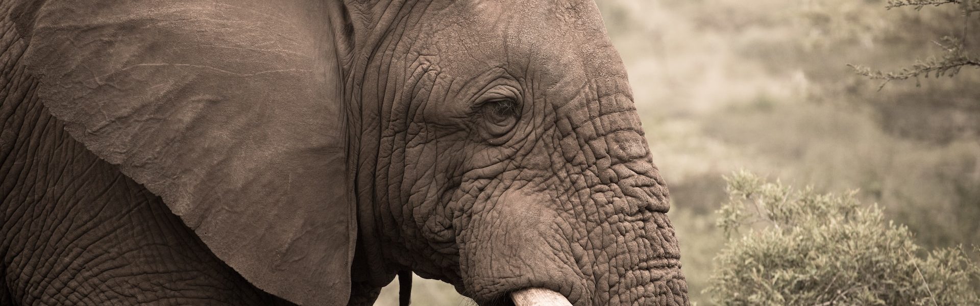 Elephant