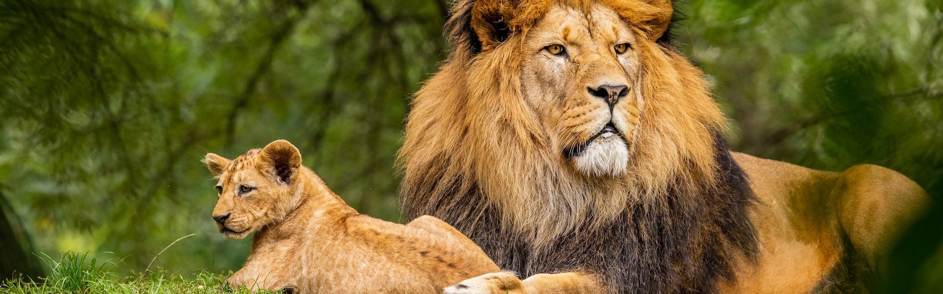 Lion