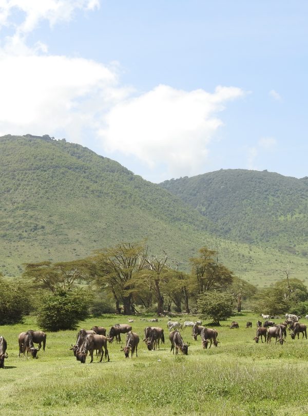 Ngorongoro