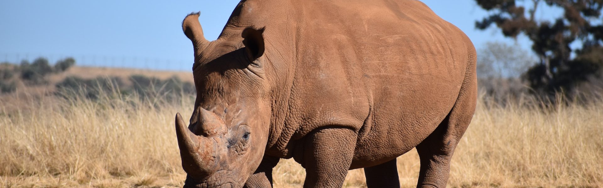 Rhino