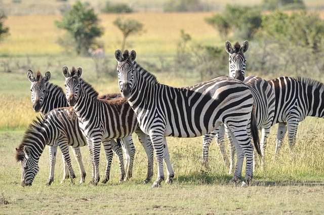 Top 10 All inclusive Kenya Safari Tour