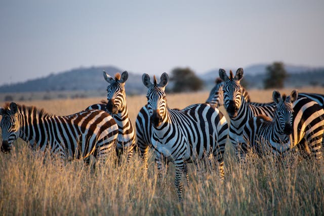 Top 12 Best Wildlife Tours In Kenya