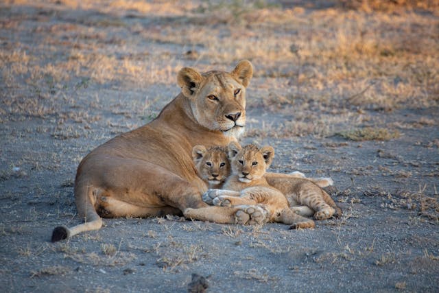 Top 15 Affordable East Africa Safari Packages