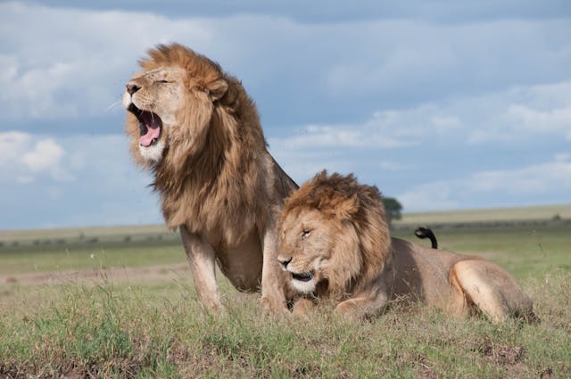 Top 5 Masai Mara Safari Tour Package