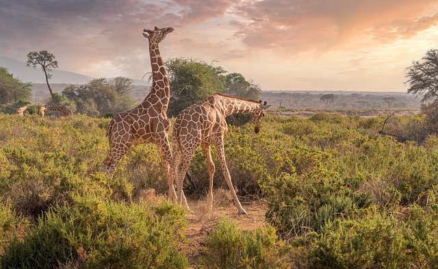 Top 8 Kenya Safari Tour Packages