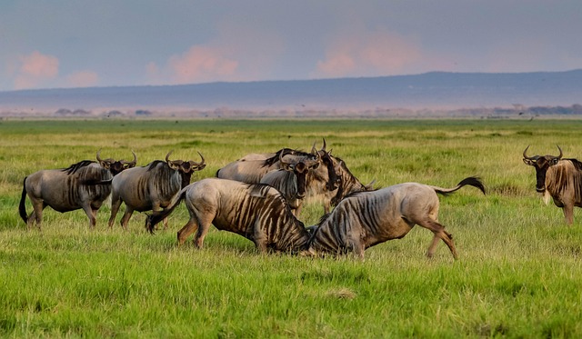 Wildebeest migration at Mara River