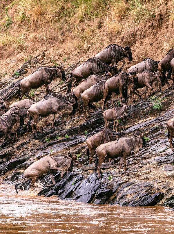 blue-wildebeests-Maasai-Mara