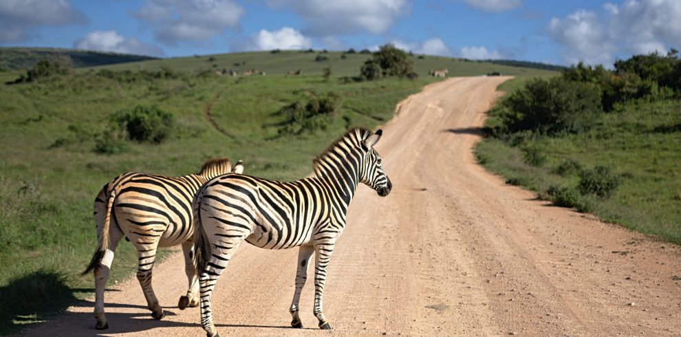 3-Night Northern Serengeti Safari from Arusha
