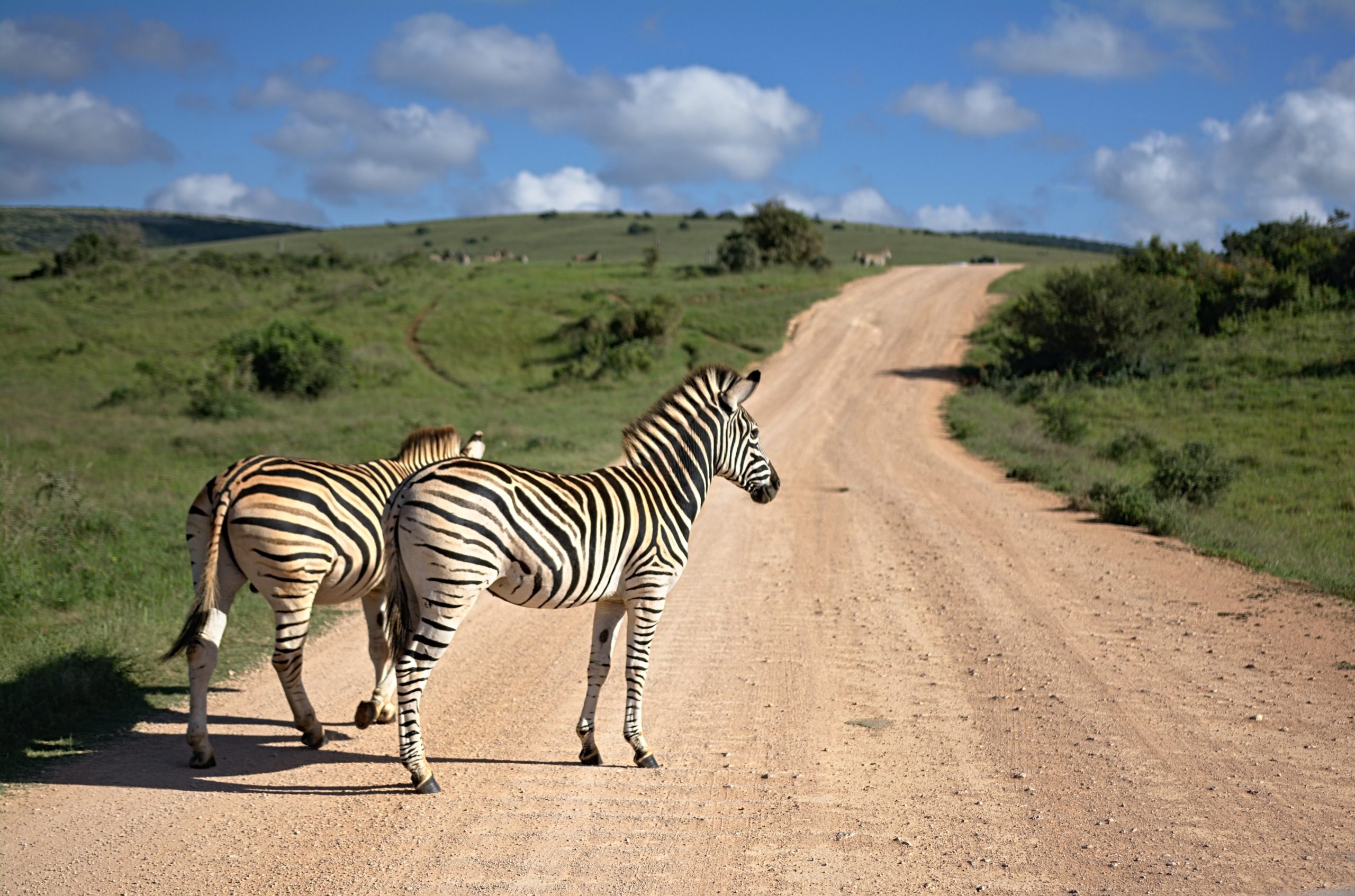 3 Night Northern Serengeti Safari from Arusha