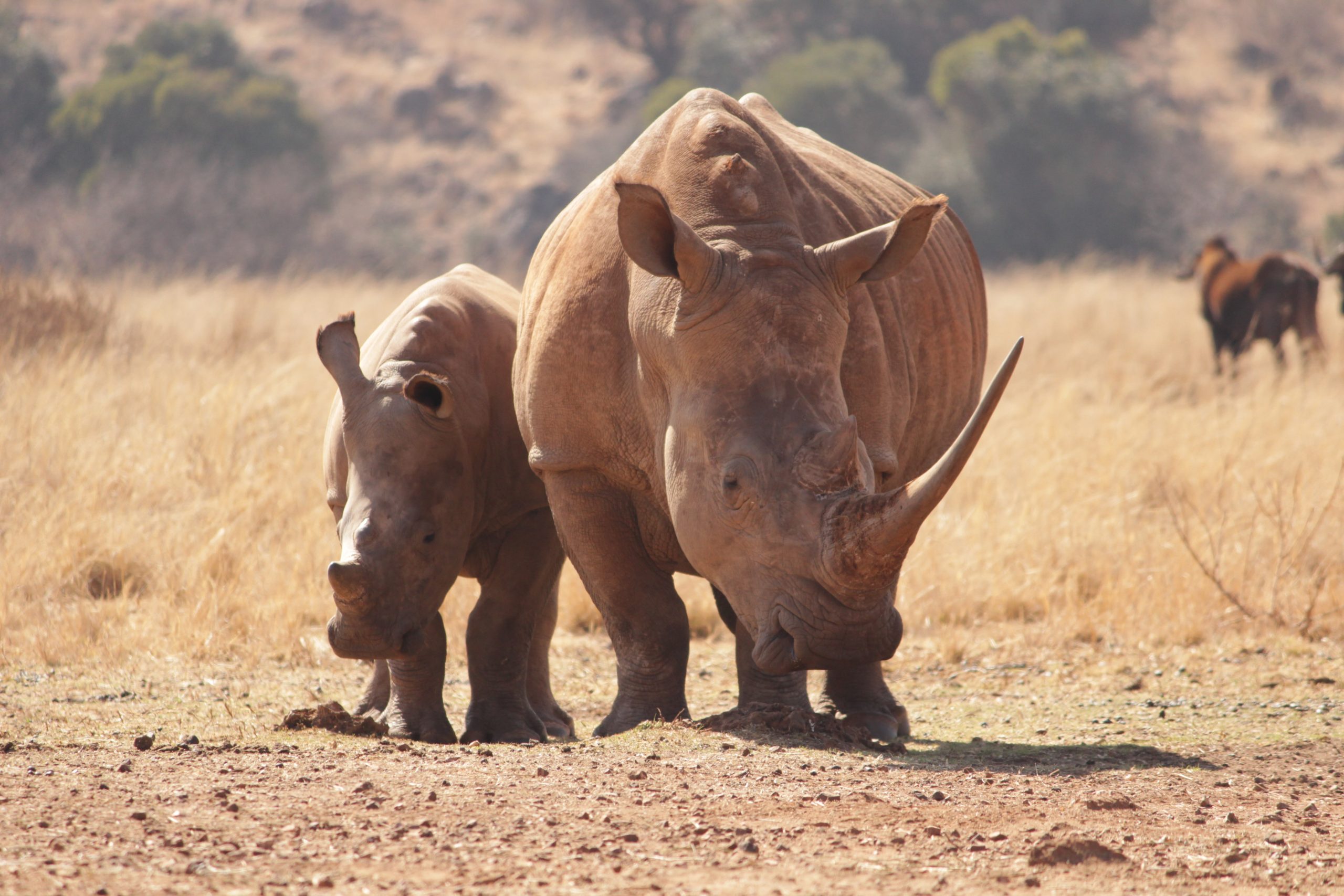 3 Days Samburu Safari Tour