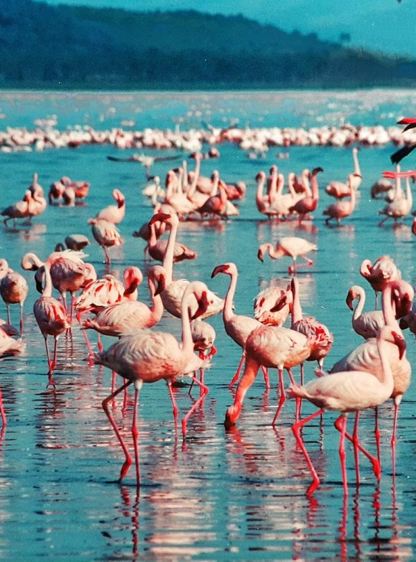 pink-flamingo-l Nakuru