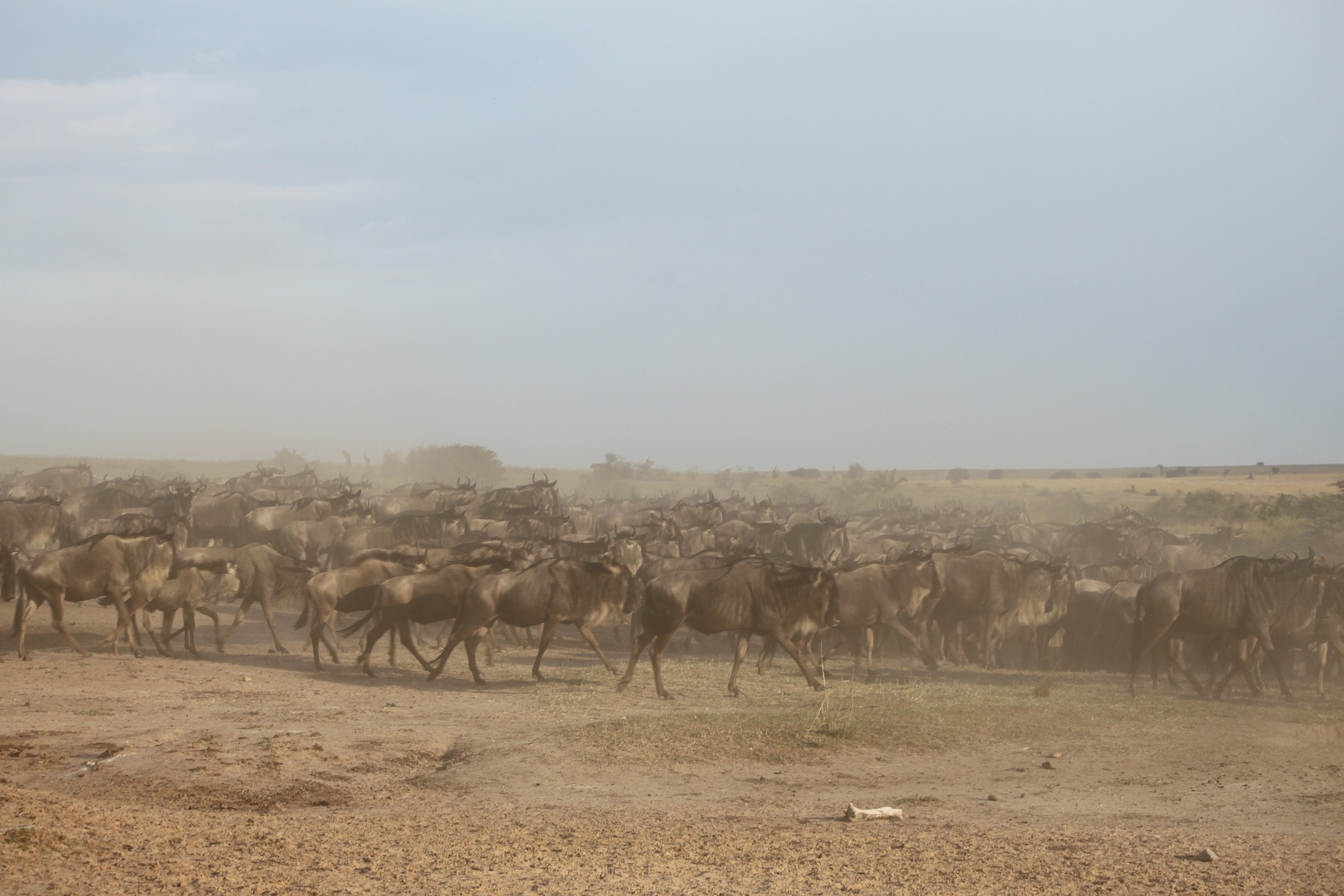 5 Day Best of Tanzania Safari Tour