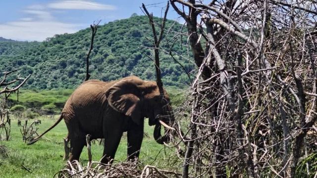 2 Day Tarangire National Park Budget Tour