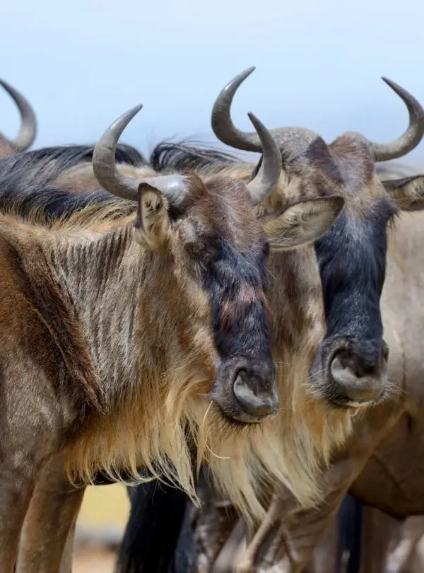 Balloon Safari rides