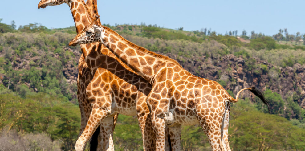6-Day Serengeti Migration Safari Tour 2025–2027