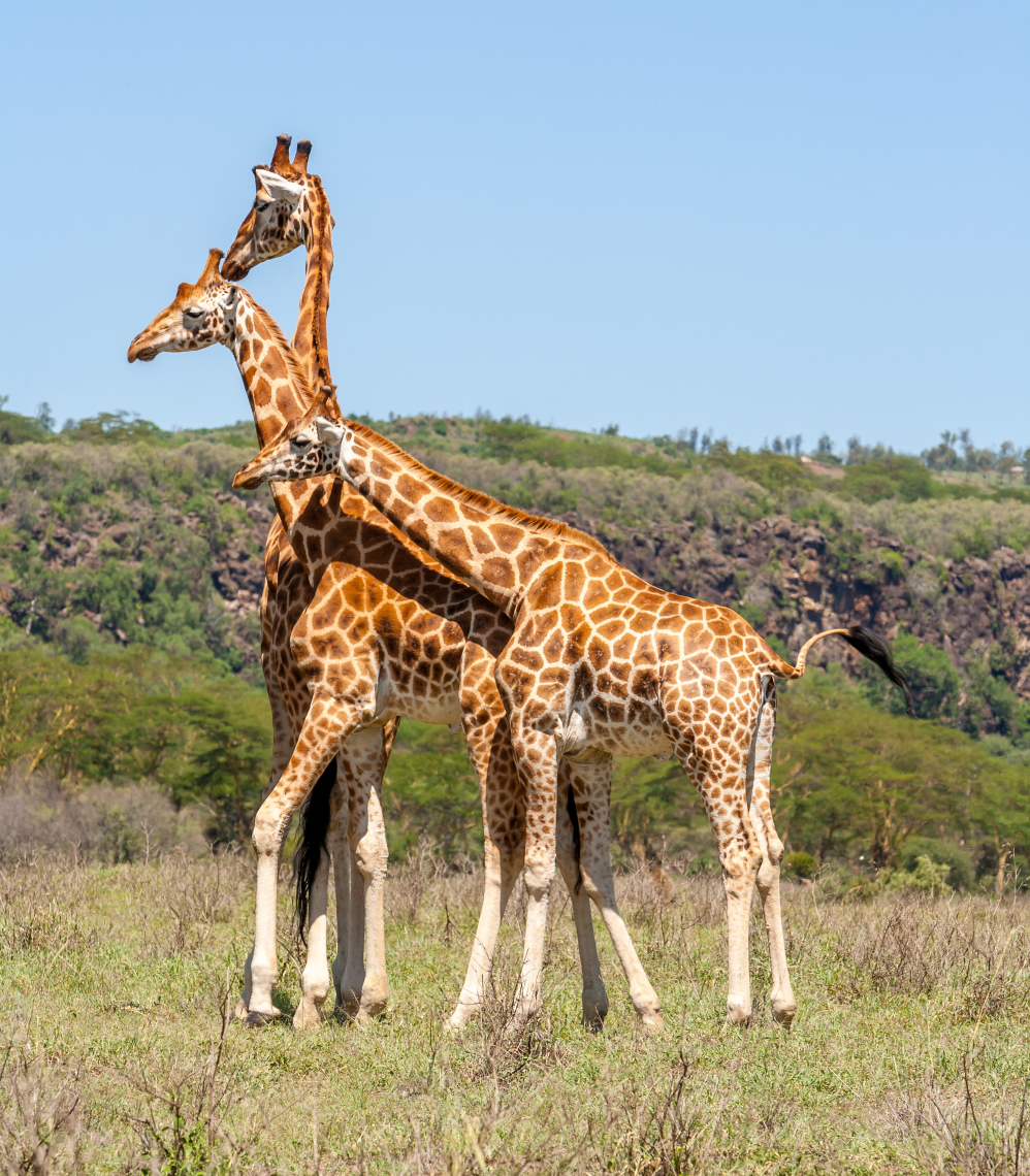 6 Day Serengeti Migration Safari Tour 20252027