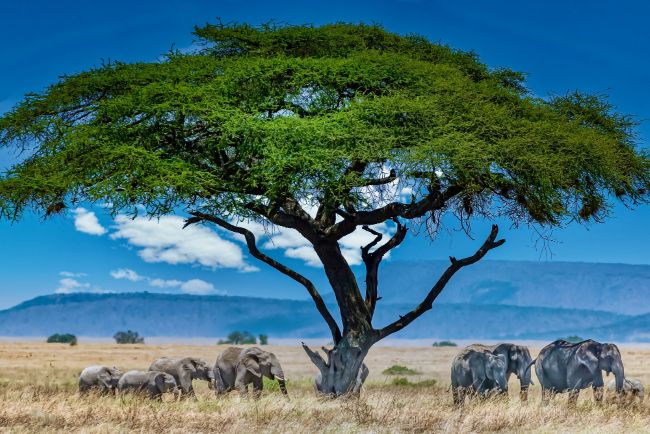 3 Days Amboseli Luxury Tour