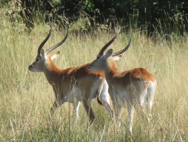 3 Days Masai Mara Budget Safari Tour