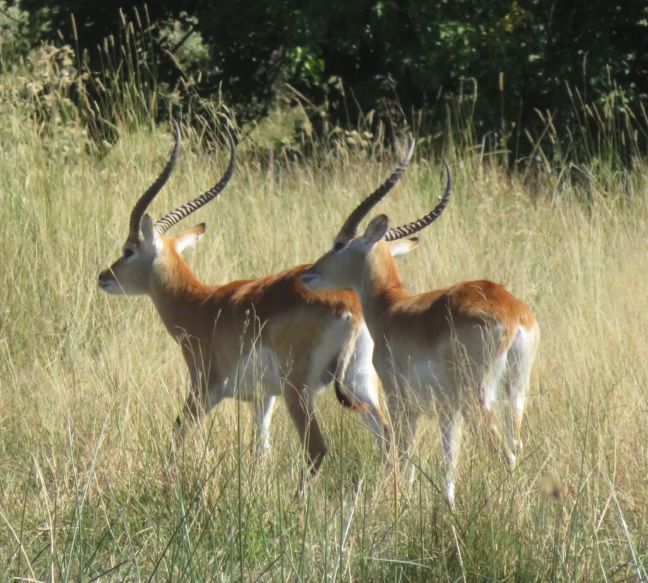 3 Days Masai Mara Budget Safari Tour