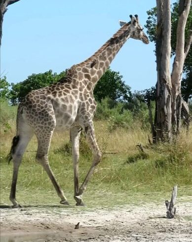 3 Days Masai Mara Safari Tour Mid Range