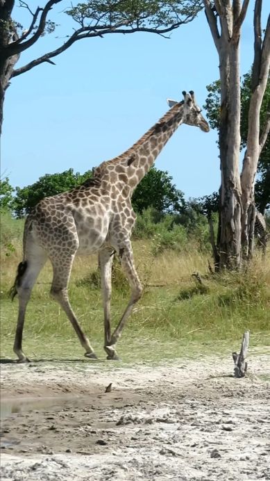 3 Days Masai Mara Safari Tour Mid Range