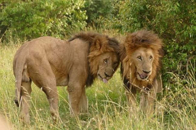3 Days Ngorongoro crater tour