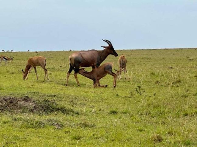 4-Day Serengeti Budget Safari