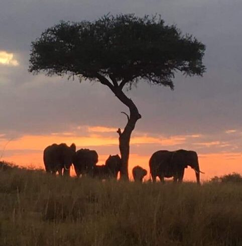 4-Day Serengeti Family Safari Itinerary