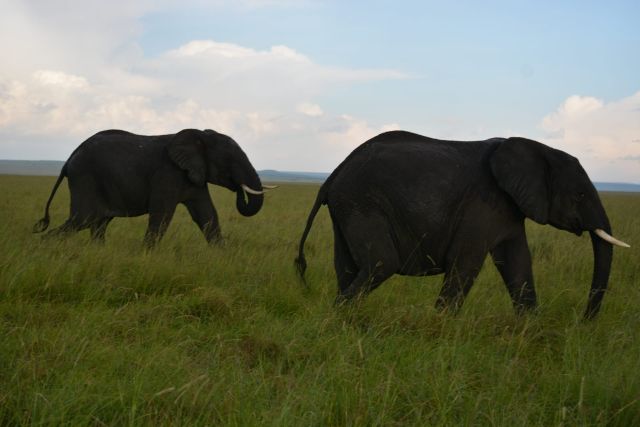 4 Days Samburu Ol Pejeta Luxury Safari Tour