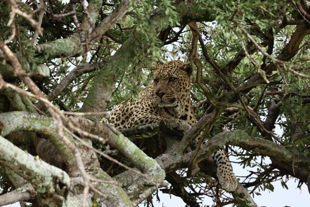4 Days Serengeti Migration Tour Tanzania