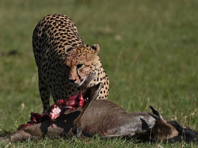 4 days migration in the Serengeti
