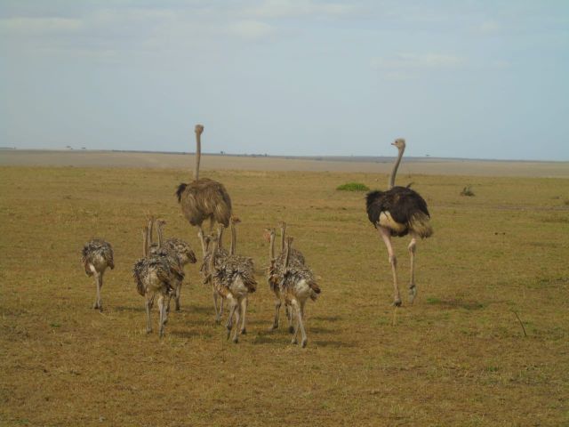 5 Day Best of Serengeti Safari tour