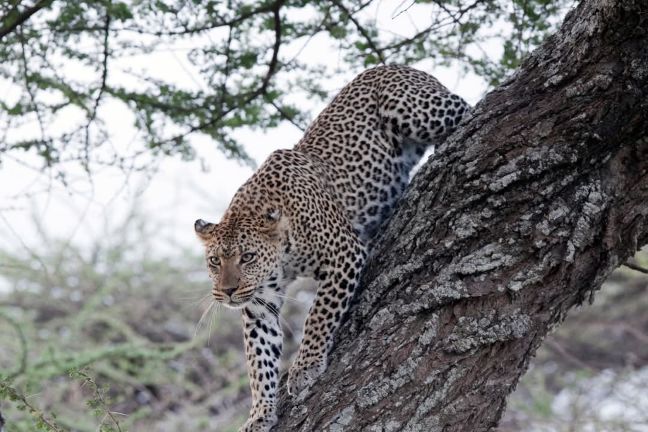5-Day Serengeti Safari Itinerary 2025/2026/2027
