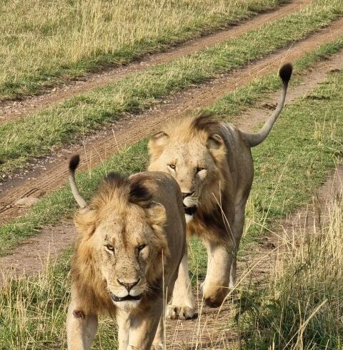 5 Days Serengeti Great Migration Safari Tour