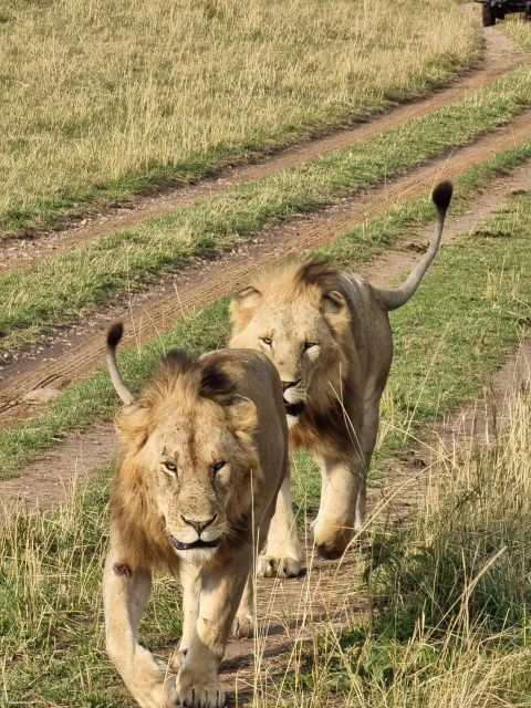 5 Days Serengeti Great Migration Safari Tour