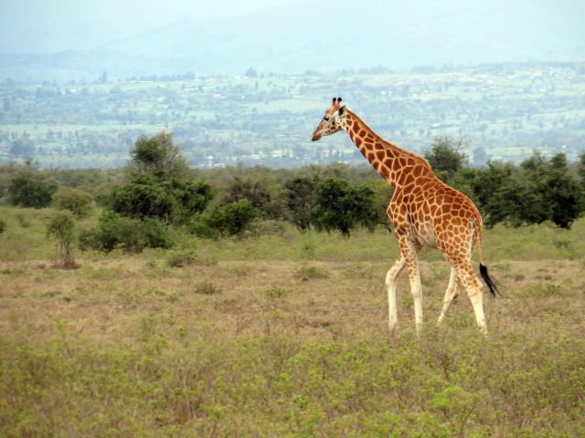 5 Days Tanzania Calving Safari 202520262027 Ndutu Migration Tours Prices
