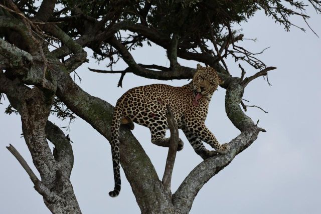 5 Days Tanzania Serengeti Safari Tour