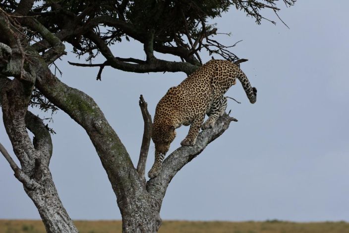 6 Day Great Migration Luxury Safari in Serengeti 2025 2027
